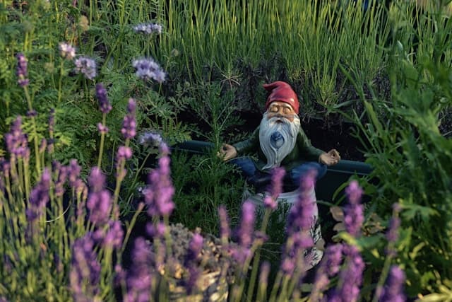 A garden gnome with a red hat and white beard is sitting in a meditative pose, surrounded by blooming lavender and greenery, creating a peaceful and whimsical scene.