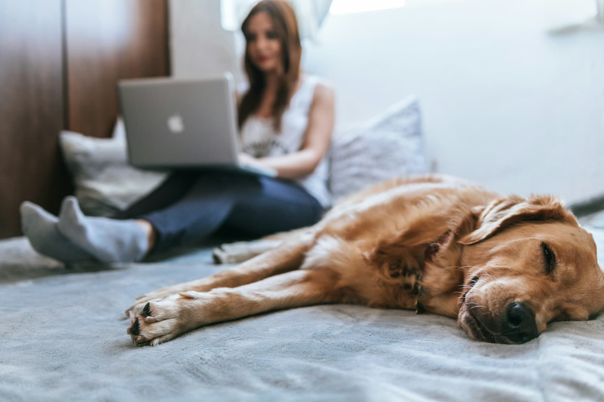 A cozy scene featuring a person sitting on a bed with a laptop, while a golden retriever sleeps peacefully nearby, creating a calm and inviting home atmosphere.